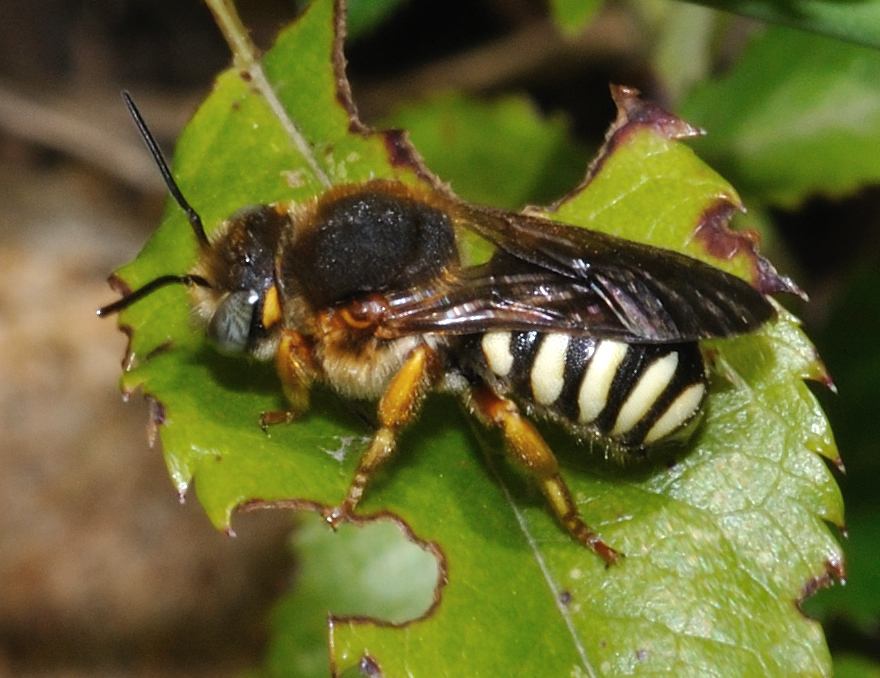 maschio di Anthidium sp. (Apidae Megachilinae)